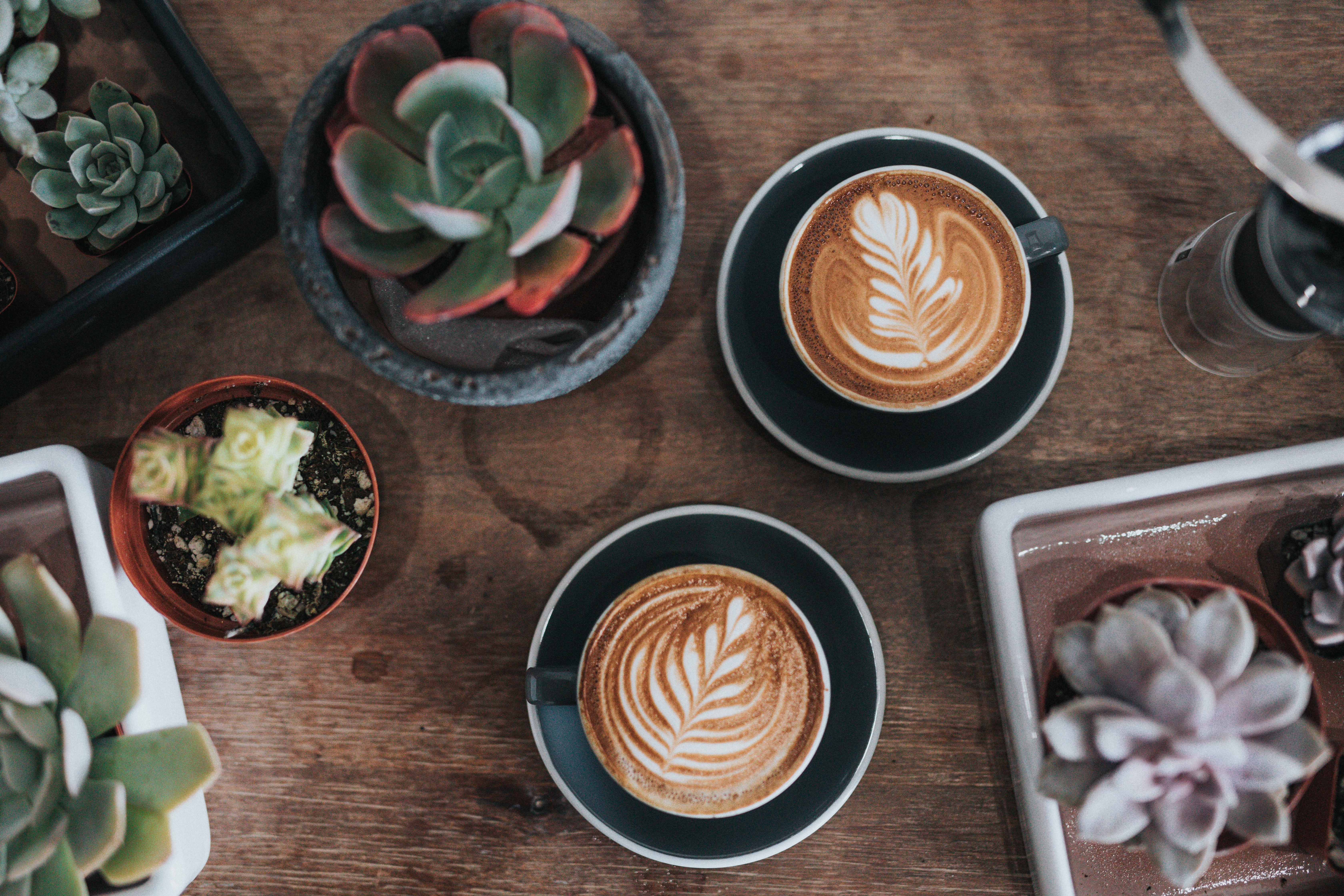 image: coffee and cacti on wooden table
